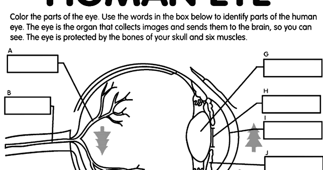 Label The Eye Diagram Worksheet
