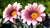 #5 Delightful Flowers Wallpaper Desktop Background Full Screen