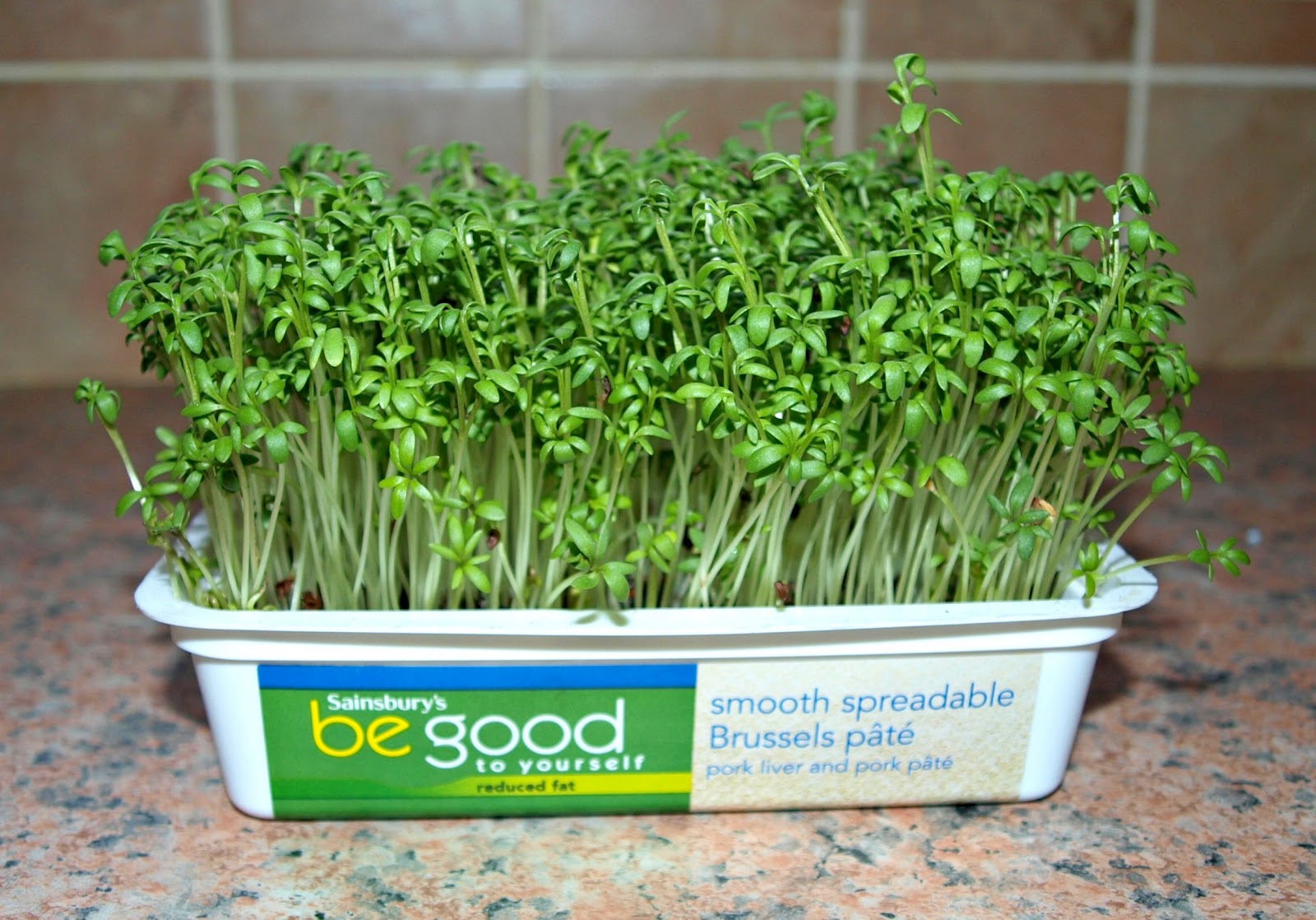Mark's Veg Plot Growing Cress on a windowsill