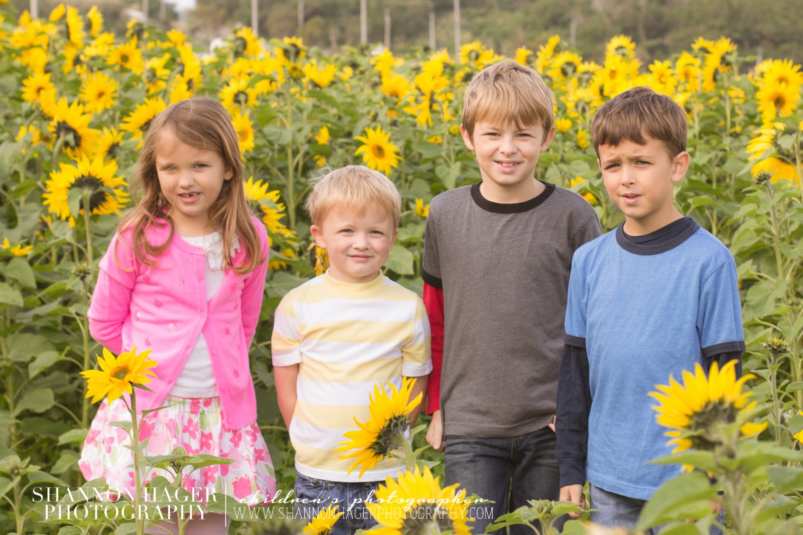 Sunflowers in Okinawa by Shannon Hager Photography, Portland Photographer