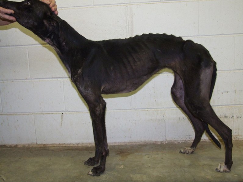 Saving Greys, by GREY2K USA Worldwide GREY2K USA Announces Largest