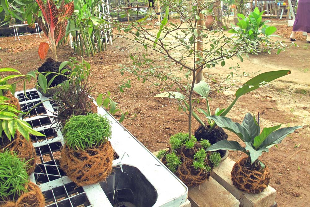 TUNE : Tune's Kokedama and String Garden