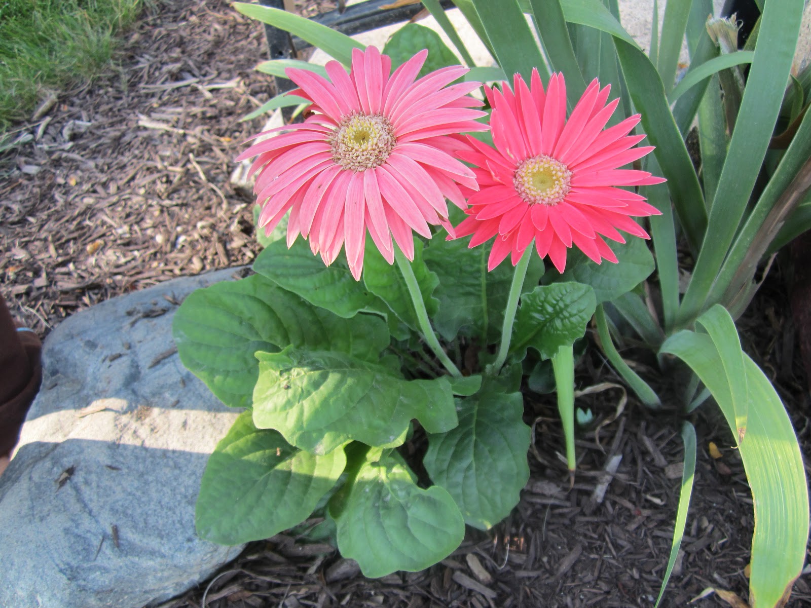 Our 1 Chance The Gerbera Daisy