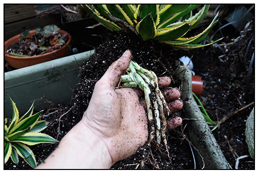 Future Plants By Randy Stewart Camellias