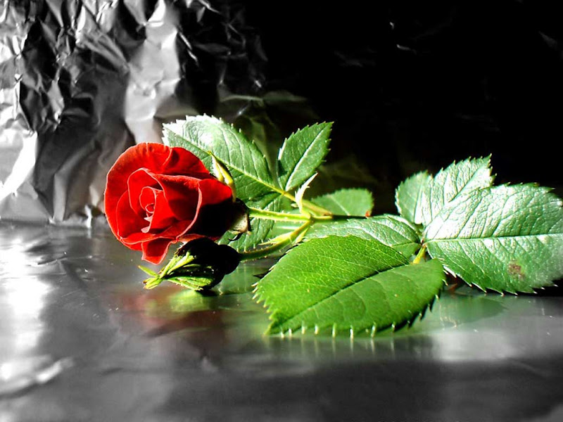 Shining Photography Wallpapers title=