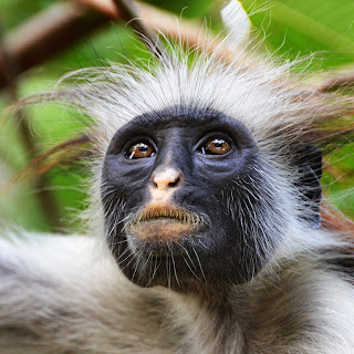 Red Colobus Monkey, Zanzibar, Tanzania