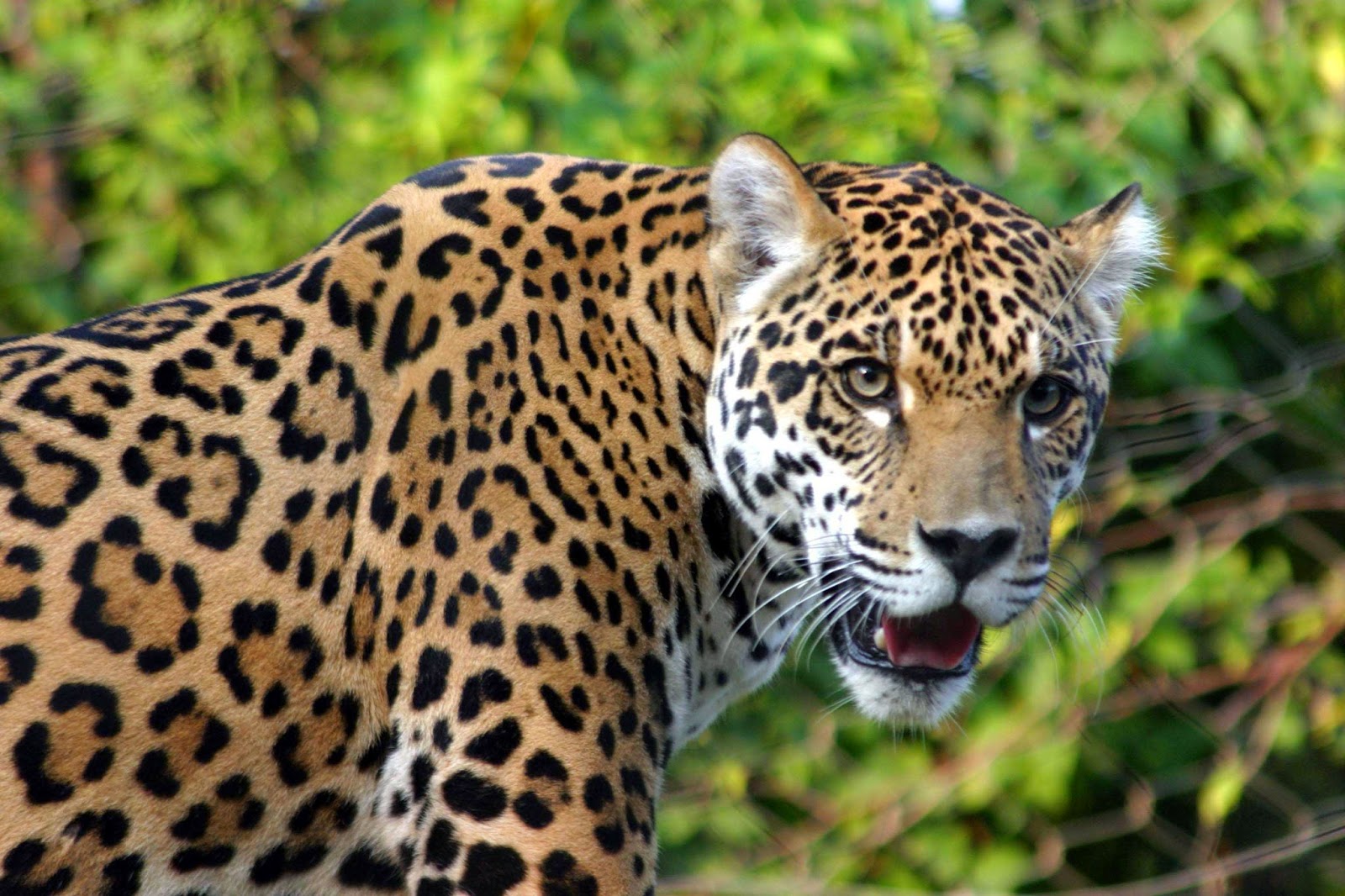 mercurial leopard