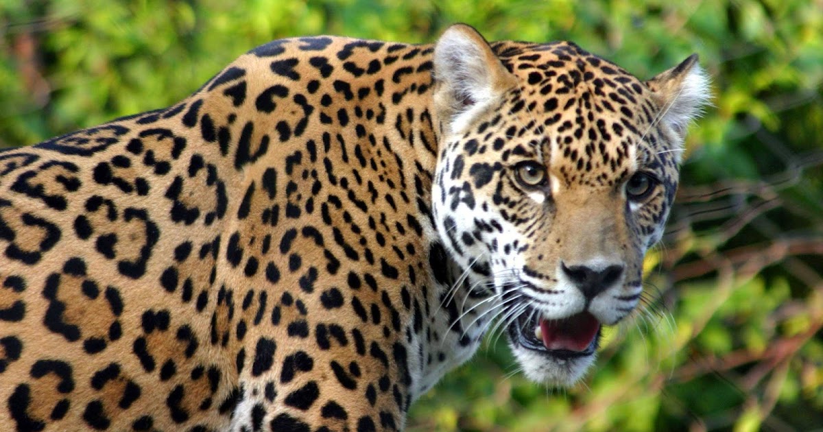 Leopard: Taxonomy and evolution