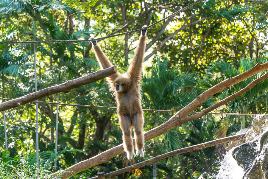 Chiang Mai Zoo. Part Two