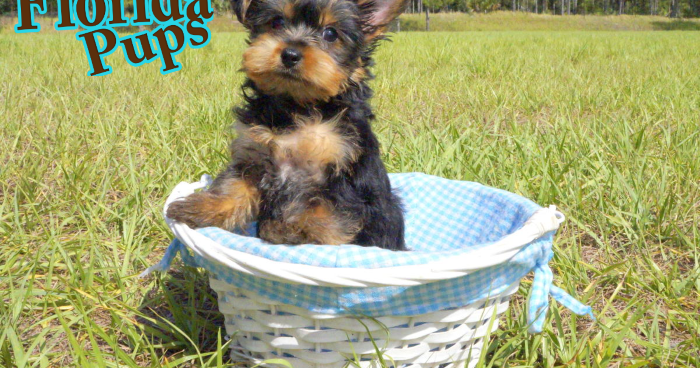 How Long Do Yorkies Live From The Dog S Paw A Bloggery Of A Rescued Dog And Cat