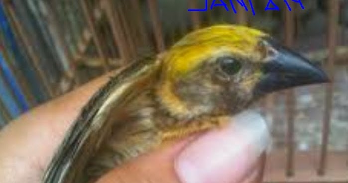 Membedakan Burung Manyar Jantan Dan Betina