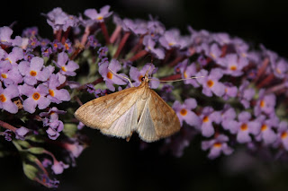 Spotted Straw Moth on buddleia