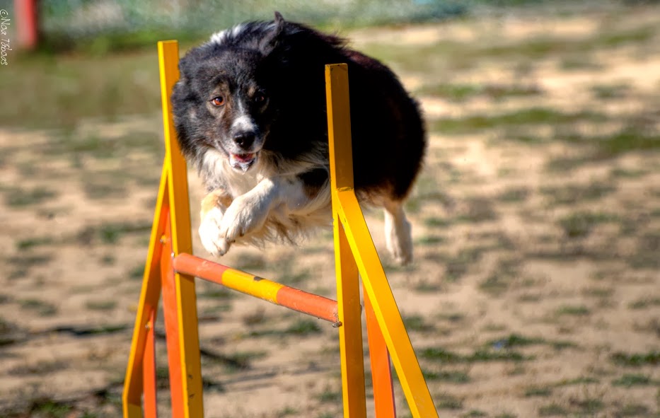 Jack Russell Puro Terrier Los Jack Russells también hacen Agility