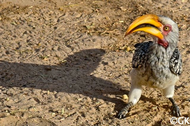 Südlicher Gelbschnabeltoko (Tockus leucomelas)