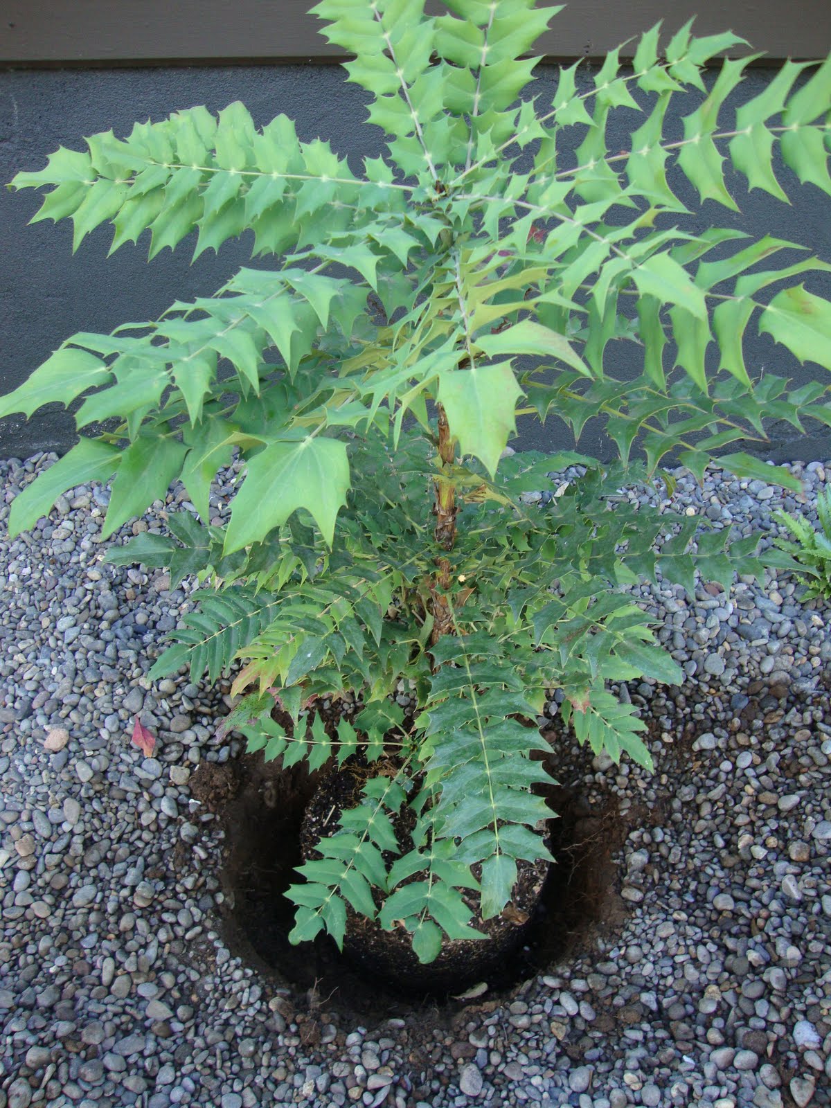 Shamley Green Gardening Club November Flower Of The Month Mahonia