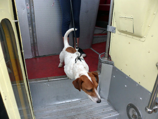 Even dogs enjoyed the rides.