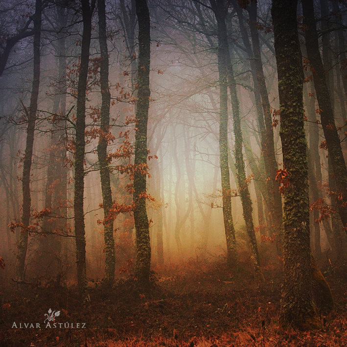 صور للمصور ألفر استوليز  The+dreams+of+the+forest-4