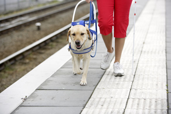 Guide Dogs For The Blind Training Schools Guide Dogs For The Blind Training Schools
