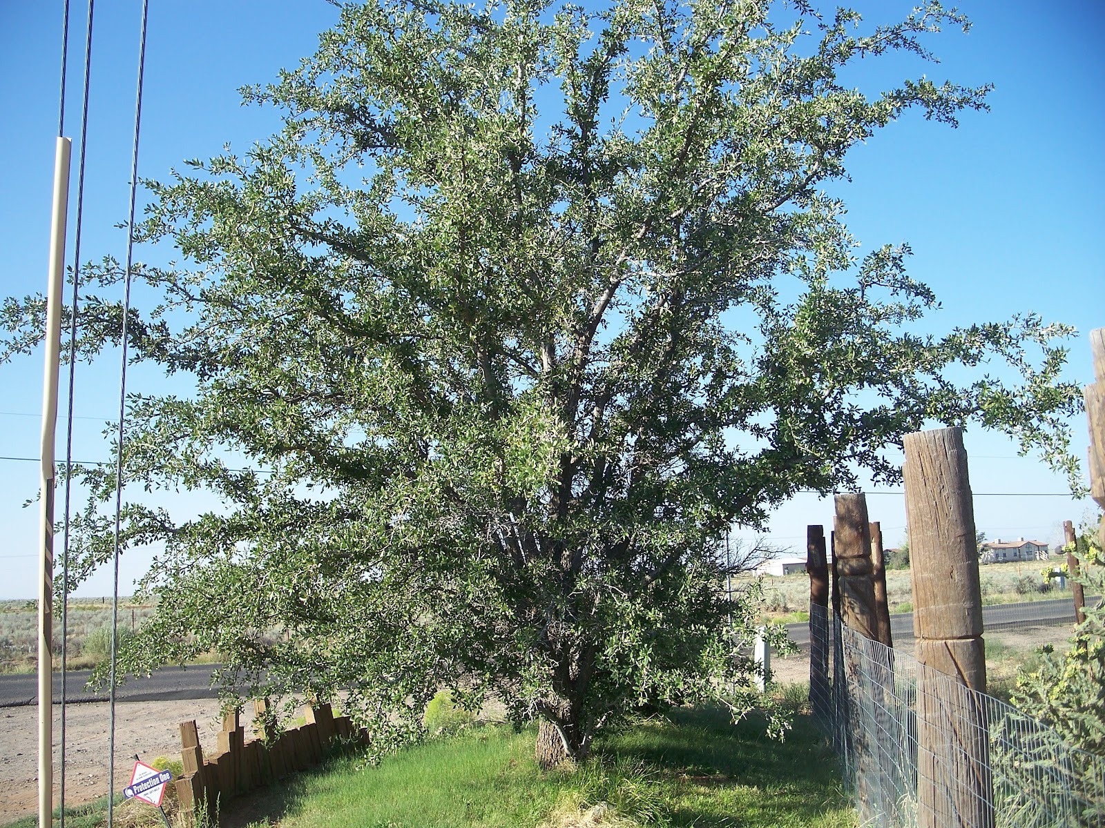 September Tree of the Month New Mexico Live Oak