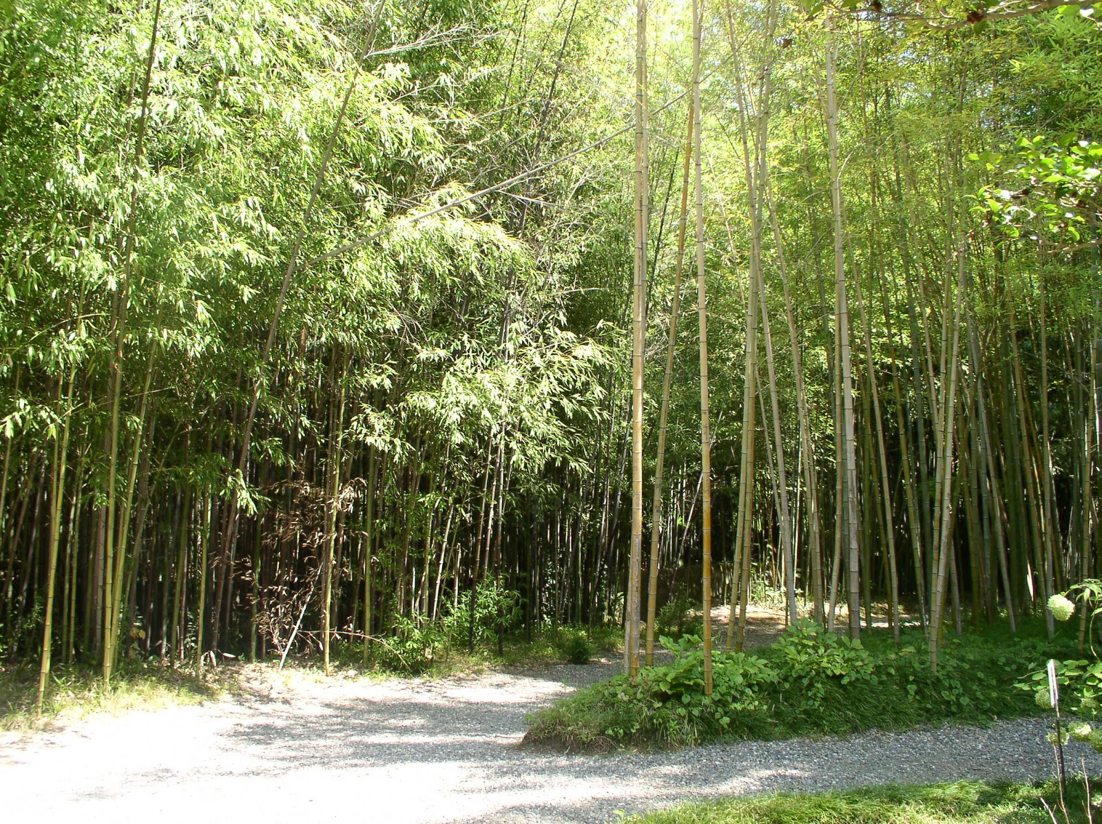 Bamboo Grove Photo Bamboo Grove