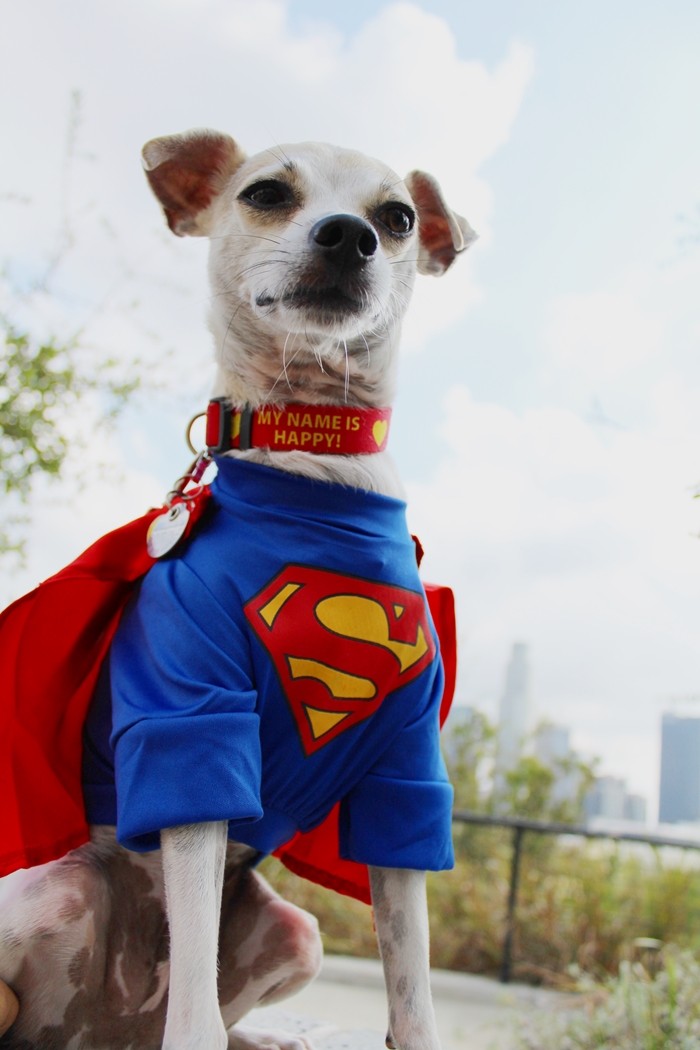 happyhazel SuperHappy is Here! Dog Halloween Costume from Review