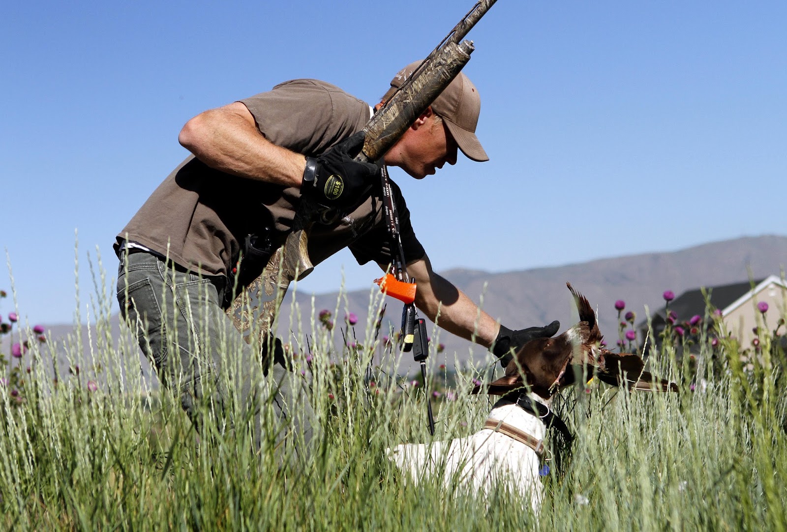 SW Bird dog training