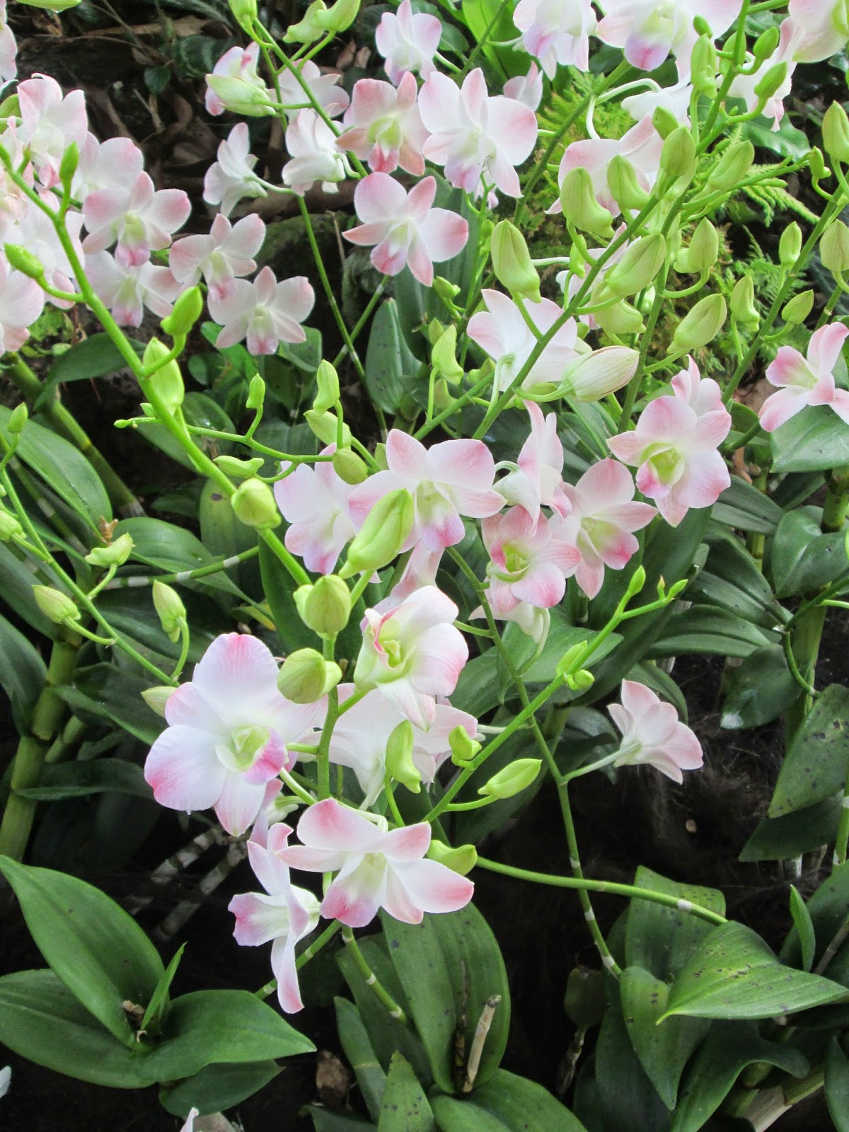 Singapore Botanical Garden, Orchard Garden