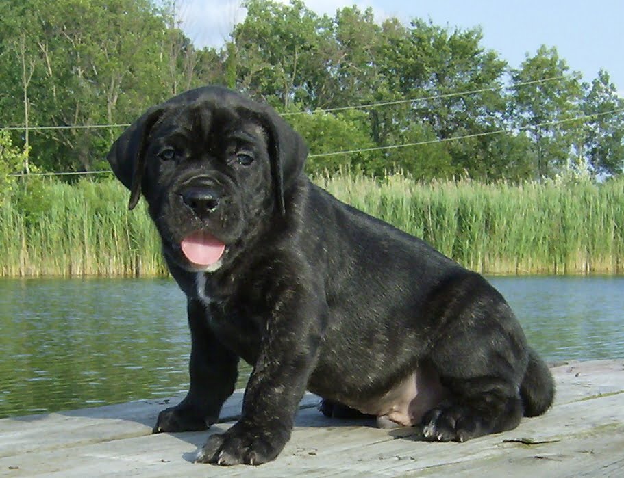 This is picture of Brutus when he was a Presa Canario puppy 