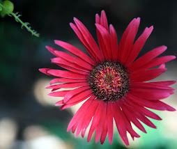 Gerber Daisy