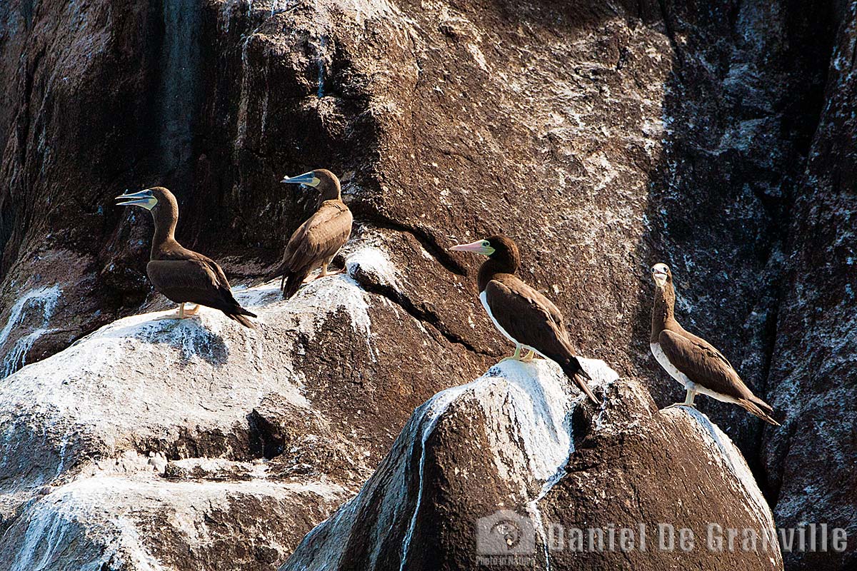 Família no buraco: casal de araçaris 'invade' casa de pica-pau, Terra da  Gente