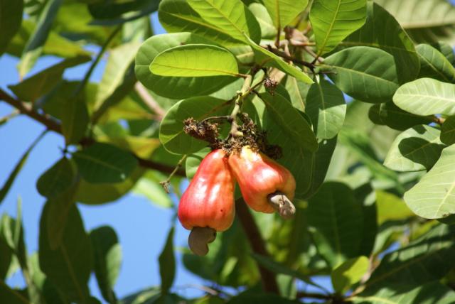 Cashew fruits kaju tree konkan
