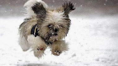 Imagenes de perritos