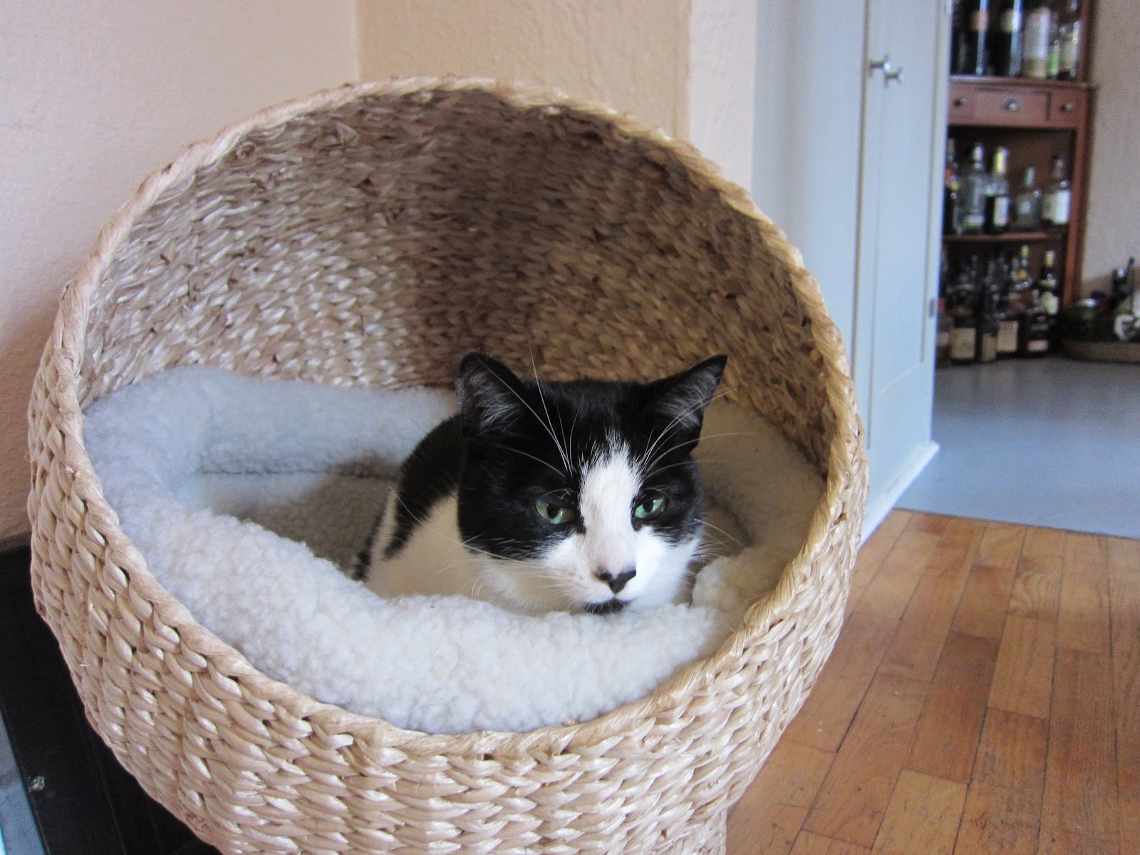 On My Honor Cat Pod