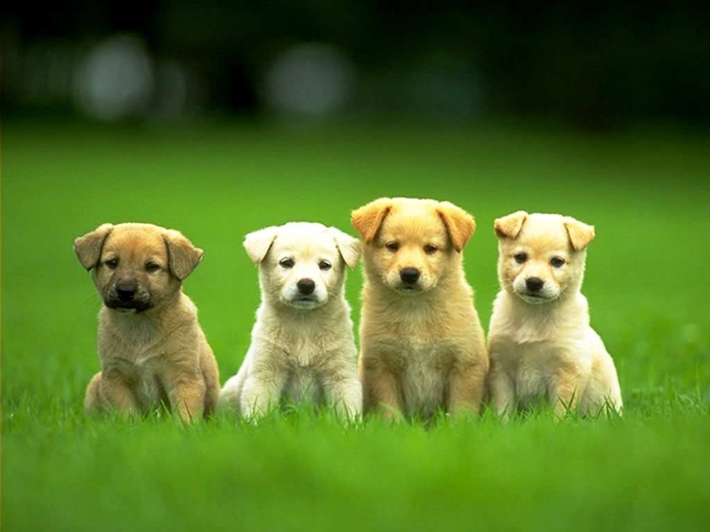 http://2.bp.blogspot.com/-tzG-DgvRnx0/T-9HnDbPFtI/AAAAAAAAArU/uAOXwzIyWbg/s1600/puppies%2B(9).jpg