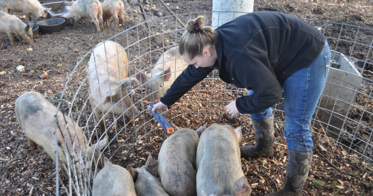 meat Replacement gilts / marking pigs / breeding / handling