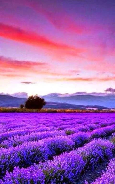 Sunset,lavender fields, France