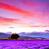 Sunset,lavender fields, France