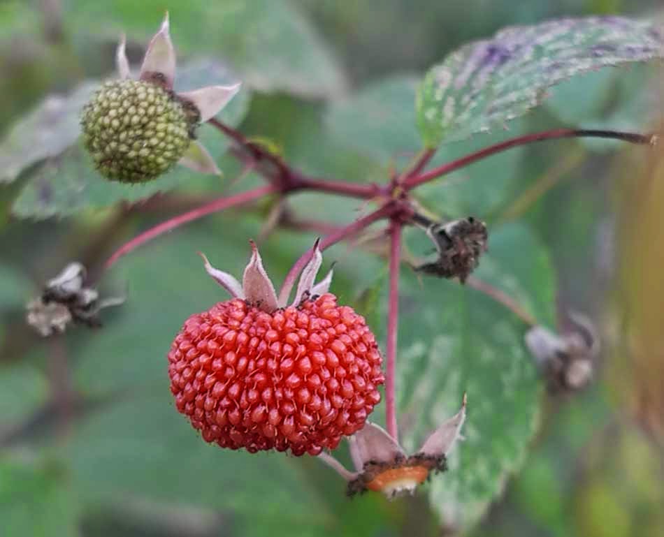edible culture Queensland Raspberries