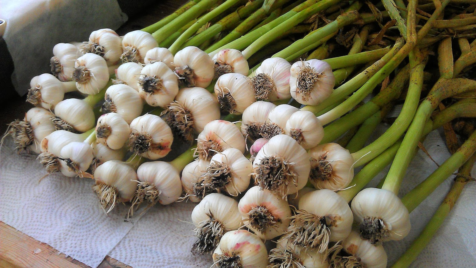 Gourmet Gardening Garlic ready for the deep freeze