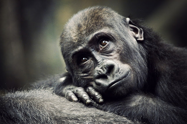 Fotografías de la Naturaleza