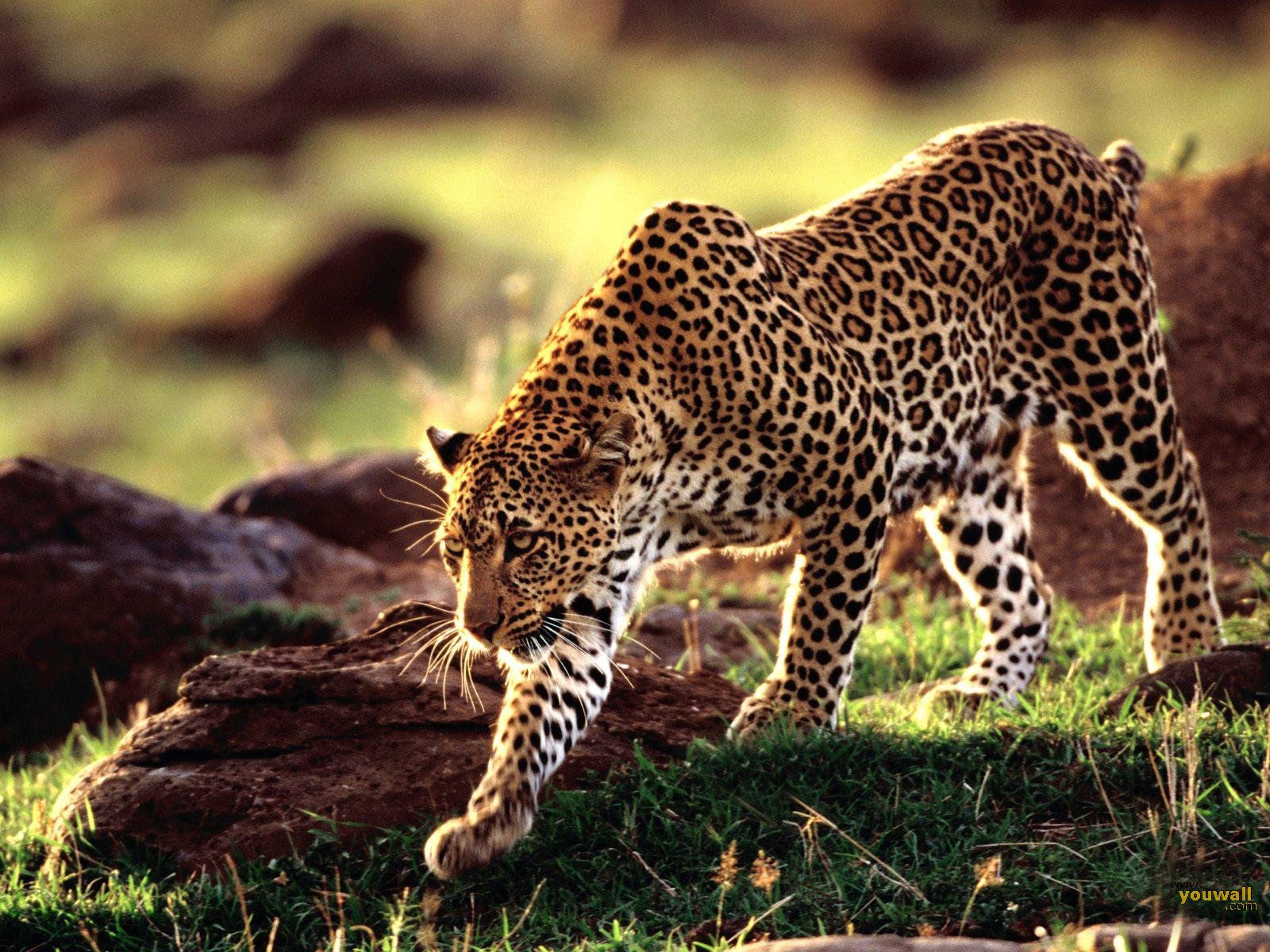 Wild Animal Wallpapers Top HD Wallpapers