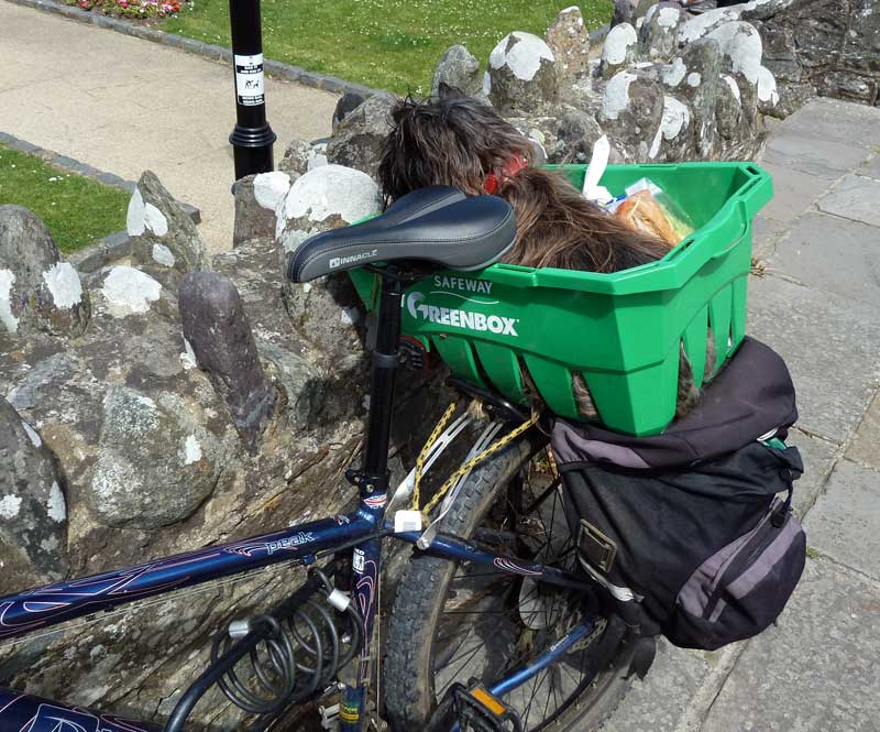 bikepacking with dog