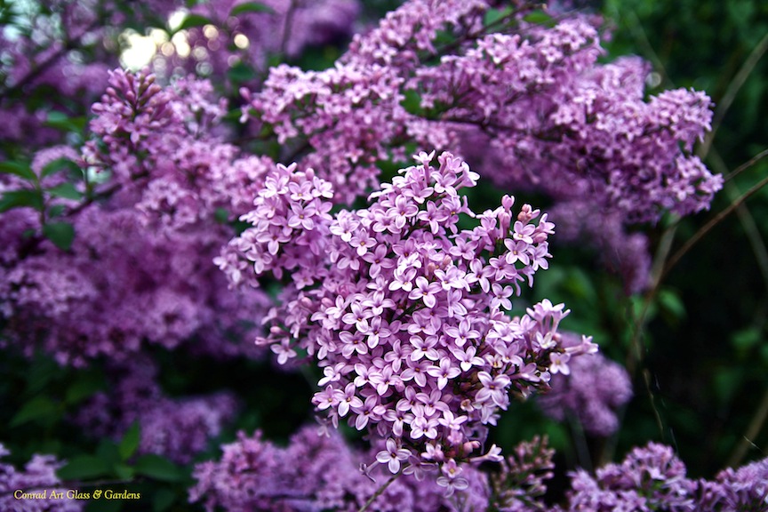 Conrad Art Glass Gardens Lilacs