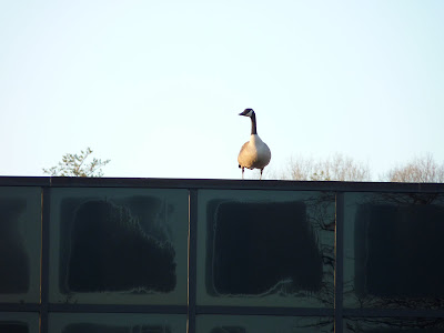 a goose on the roof