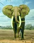 La manifestazione si muove lenta ma inesorabile come un Elefante Il Cambiamento è lento ma inesorabile