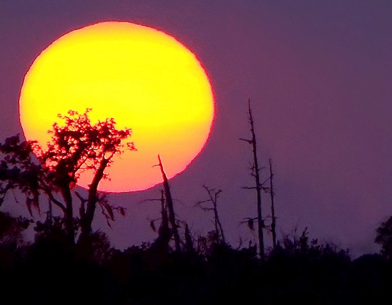 Sweltering Heat Phillip's Natural World