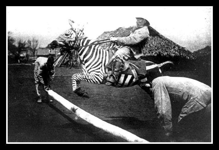 riding a zebra