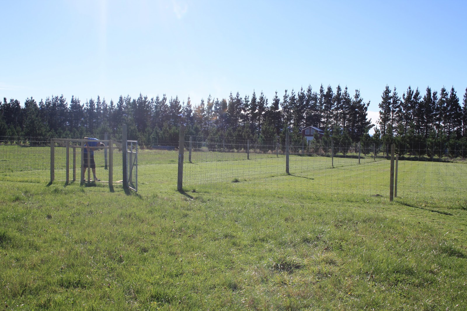 Feral Greyhound Kennels Kennel Facilities