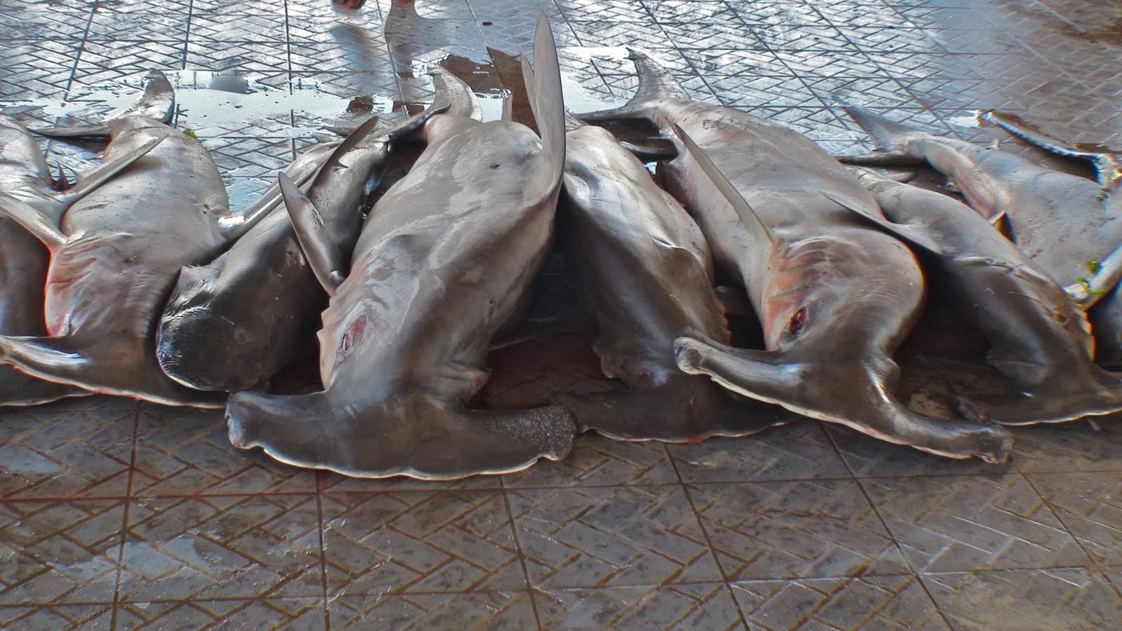 Requins marteaux par dizaines
