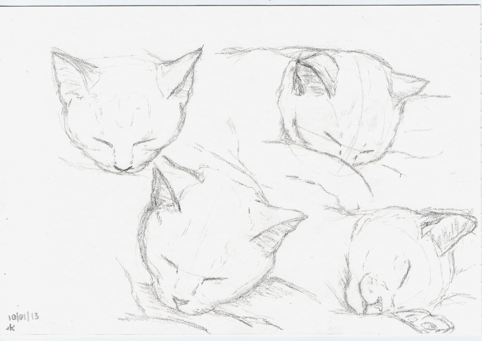 sketching a cat is never easy unless it sleeps portrait89 sketches